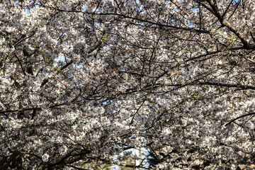 flowering tree