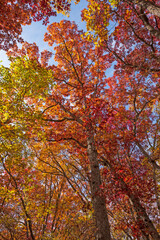 Fototapeta na wymiar Underneath a Red Autumn Canopy