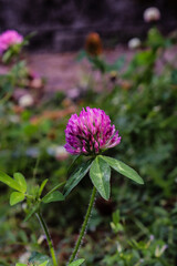 Wild red clover growing in the garden
