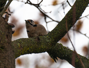 bird on tree