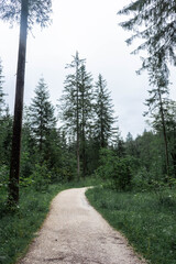 Road into the woods of Berchtesgaden National Park, Bavaria, Germany