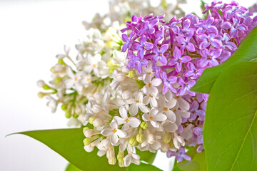 Branches of white and purple lilacs are collected in a lush bouquet