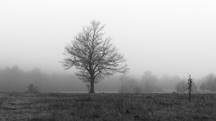 tree in the fog