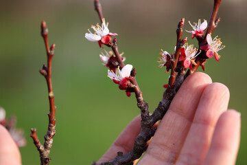 a beautiful blossoming tree  and hand