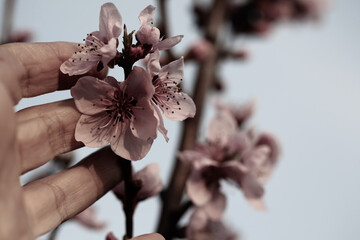 a beautiful blossoming tree  and hand