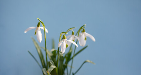 Galanthus nivalis. Snowdrops in the natural background. Springtime symbol. Sunlight view