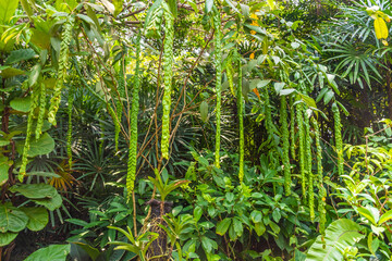 Beautiful vegetation in Singapore botanic gardens