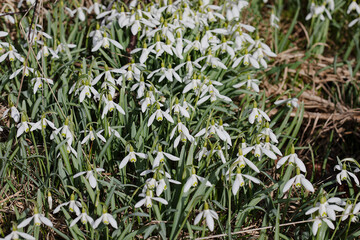 Galanthus nivalis. Snowdrops in the natural background. Springtime symbol. Sunlight view