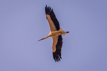 Obraz premium A great stork flying in the skies of Marrakech, Morocco