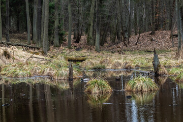 wczesna wiosna, jura, staw, krzeszowice