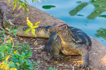 Wild monitor lizard in Lumphini Park, Bangkok, Thailand