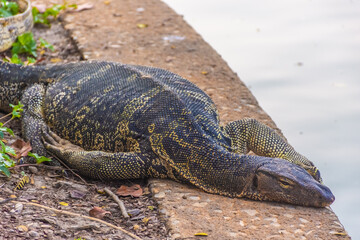 Wild monitor lizard in Lumphini Park, Bangkok, Thailand