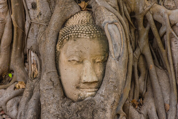 Buddha head embedded in a Banyan Tree in Ayutthaya, Thailand