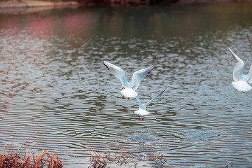 River gull on the background of the park in March. Close-up