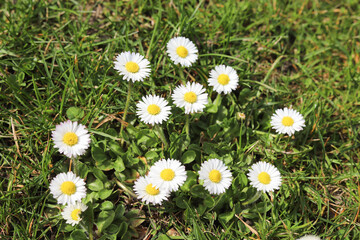 Wildflowers in the garden. Macro photography. Background