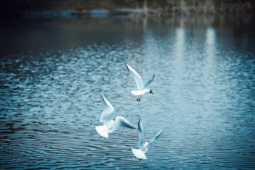 River gull on the background of the park in March. Close-up