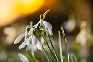 Galanthus nivalis. Snowdrops in the natural background. Springtime symbol. Sunlight view