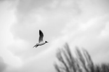 River gull on the background of the park in March. Close-up