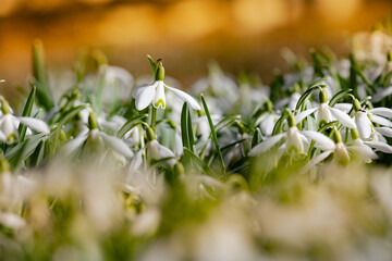 Galanthus nivalis. Snowdrops in the natural background. Springtime symbol. Sunlight view