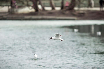 River gull on the background of the park in March. Close-up