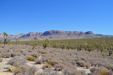 Northern Arizona Desert Landscape with mountains in the background outside the small town of Dolan Springs, Mohave County Arizona.