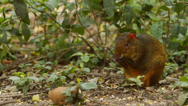 Cotia comendo no meio da floresta / Agouti eating in the middle of the forest