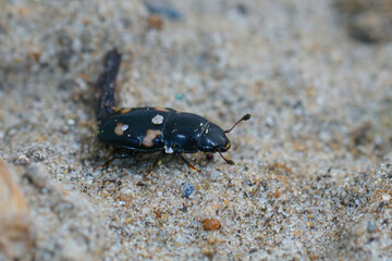 Closeup of the four-spotted sap beetle , Glischrochilus quadrisignatus