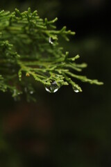 Close-up of water droplet falling off of a leaf on a rainy day. High quality nature shots.