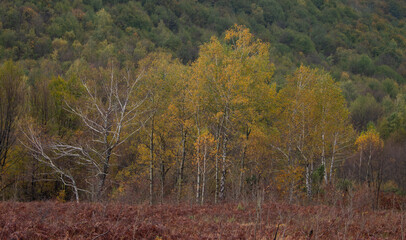 Fototapeta premium autumn in the forest