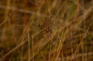 Wild Plants Background