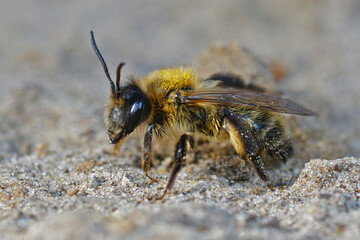 Closeup of the female of the chocolate or hawthorn mining bee , Andrena scotica