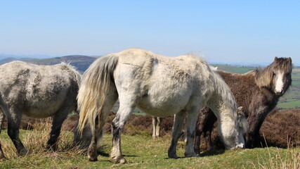 Naklejka na ściany i meble Majestic horse in horse field with blue sky. High quality photo of wild white horse.