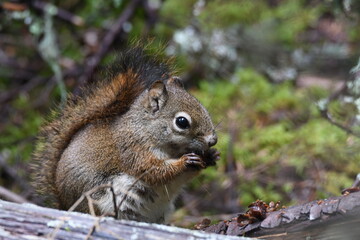 Naklejka na ściany i meble Foraging squirrel in Glacier National Park