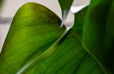 Houseplant with thrips pests. Leaf damage. Popular indoor plants bugs.