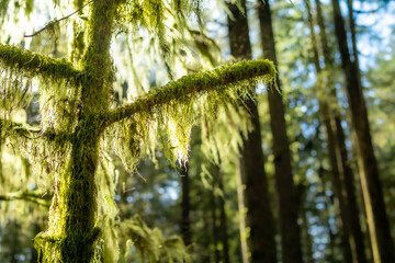 Hanging moss from trees in rainforest. Cat's tail moss, reed mace or sothecium myosuroide. Forest backdrop texture. Defocused and abstract tall trees and sunlight. Selective focus.