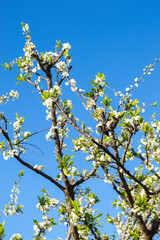 ciruelo en flor