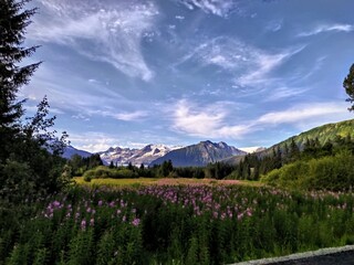 Obraz premium landscape in the summer