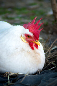 gallina blanca empollando huevos en un nido