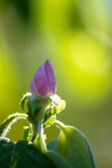 flor de ciruelo en rama