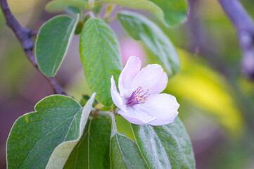 flor de ciruelo en rama