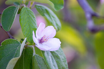 flor de ciruelo en rama