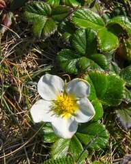 Beach Strawberry flowers are seen growing wild on the California coast on top of a plateau. The waxy green leaves offer a sharp contrast to the soft white petals of the wildflowers.