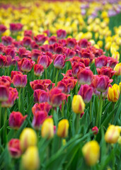 field of tulips