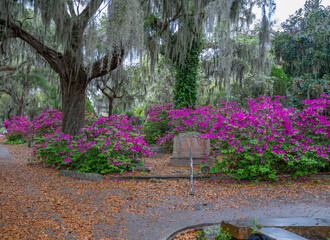 Blooming Azaleas In Old Southern Cemetery