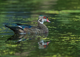 eclipse Wood Duck male