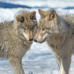 Fototapeta premium wolf pups