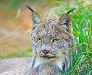 portrait of a lynx