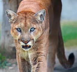 Obraz premium Mountain Lion