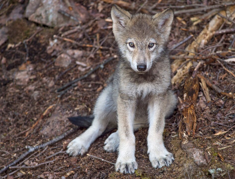 Timber Wolf pup