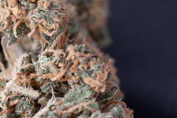 Cannabis flower, closeup of weed Drug. Hemp flower macro